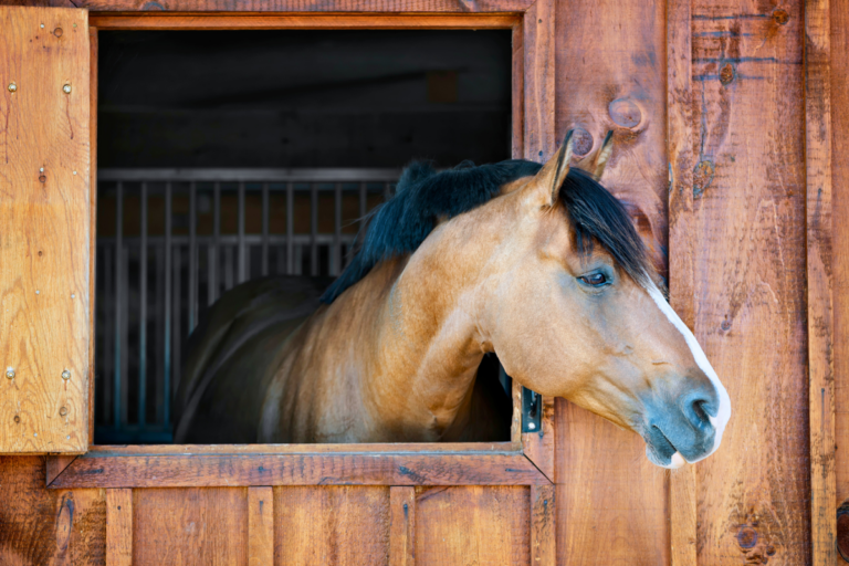 Horseback Riding Hub Horse Boarding